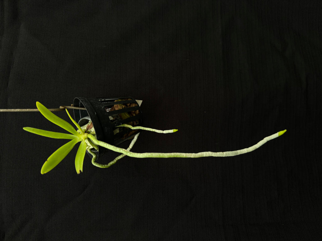Phalaenopsis mariottiana