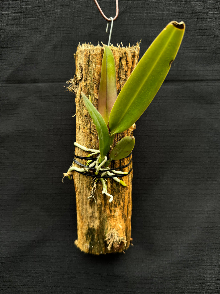 Cattleya trianae 'May'