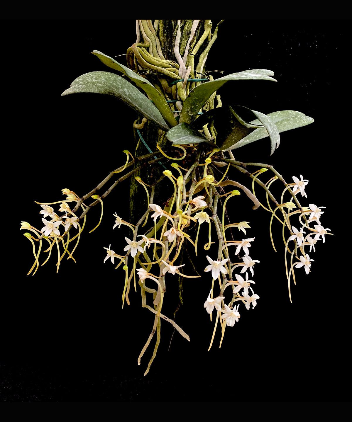 Aerangis appendiculata | Afri Orchids