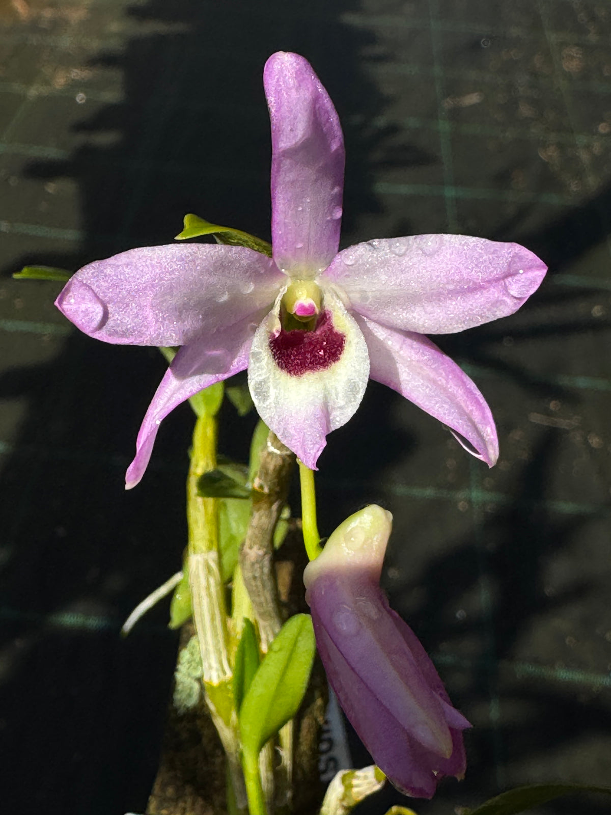 Dendrobium Kruger Candy | Afri Orchids