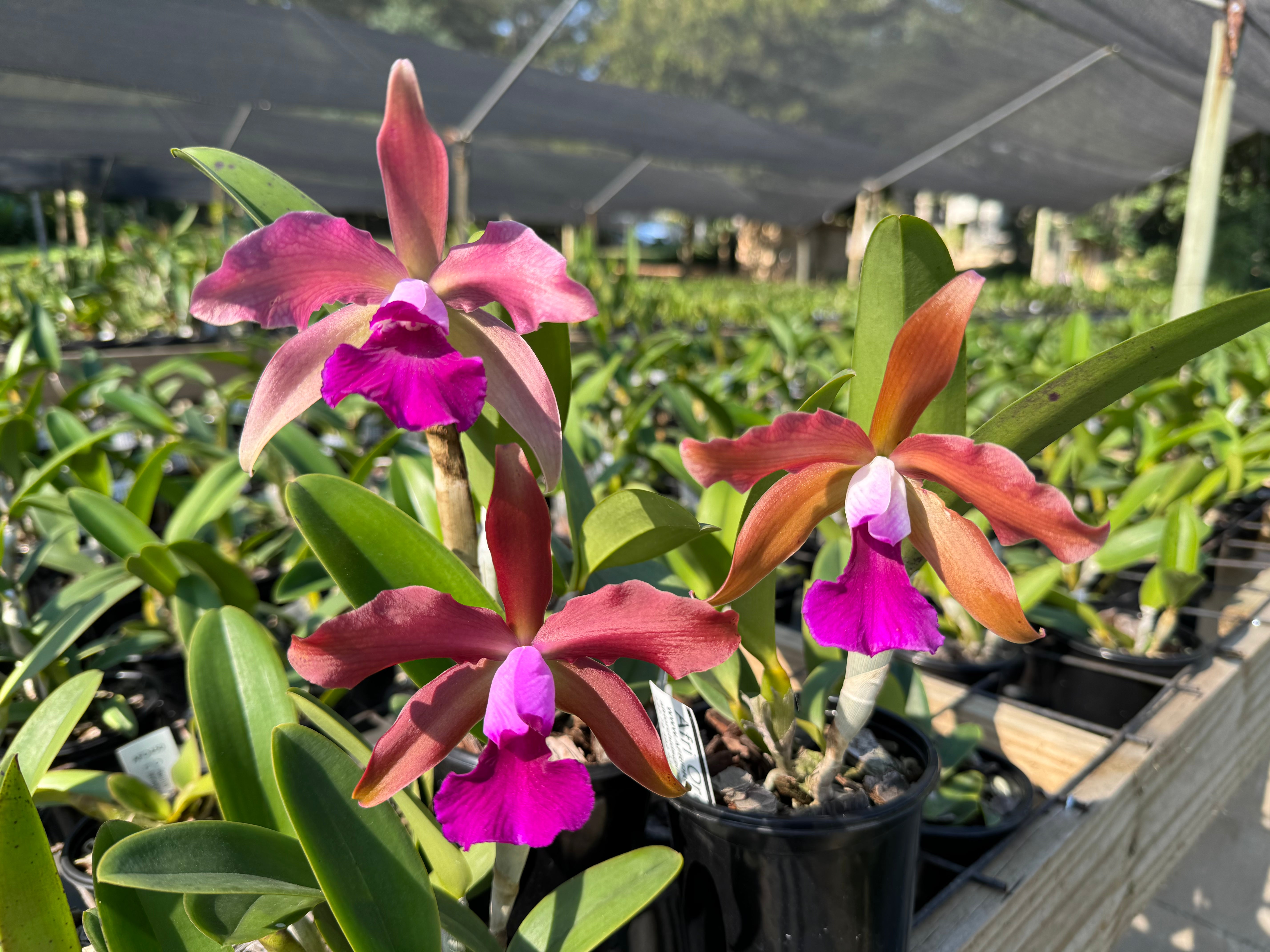 Cattleya Cruella | Afri Orchids