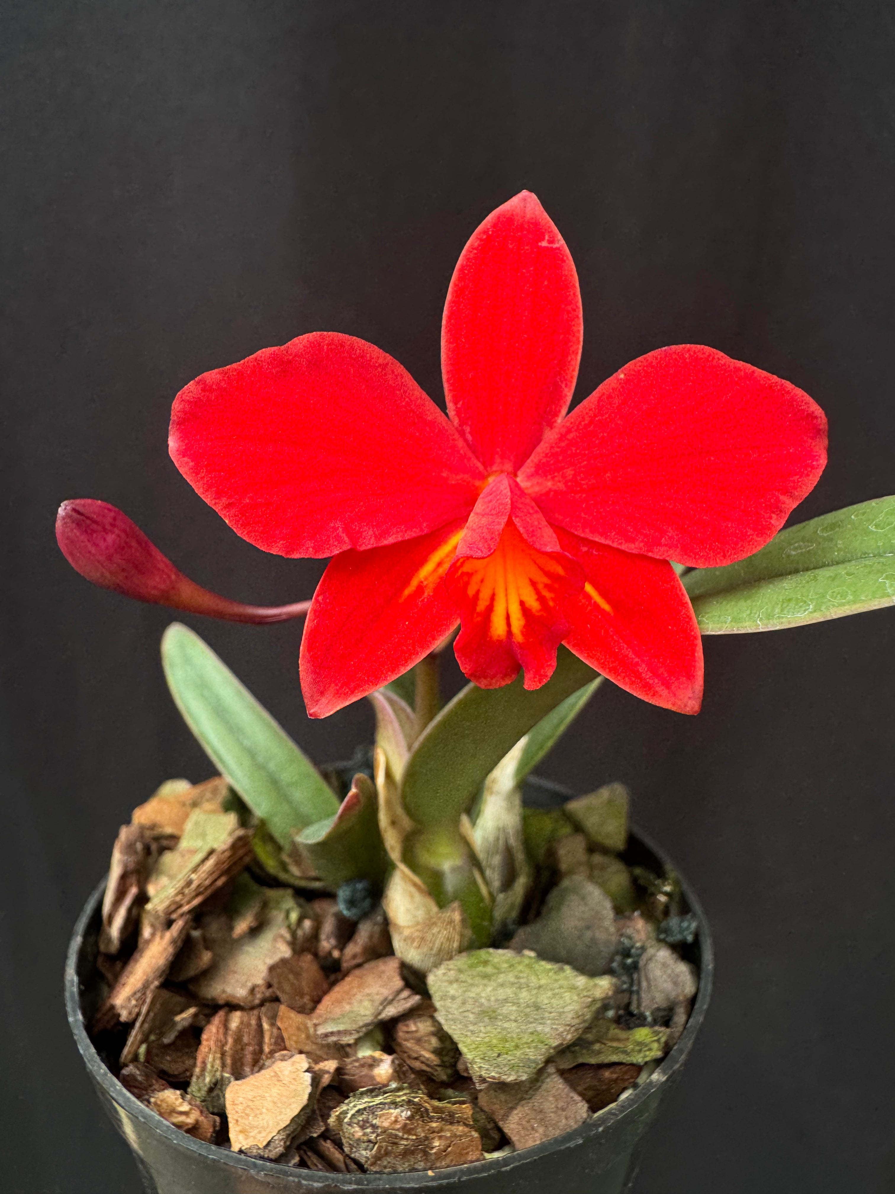 その他 Akibahara Flowers Jagi Cat #9963+MF UR Cattleya Kruger Ruby | Afri Orchids