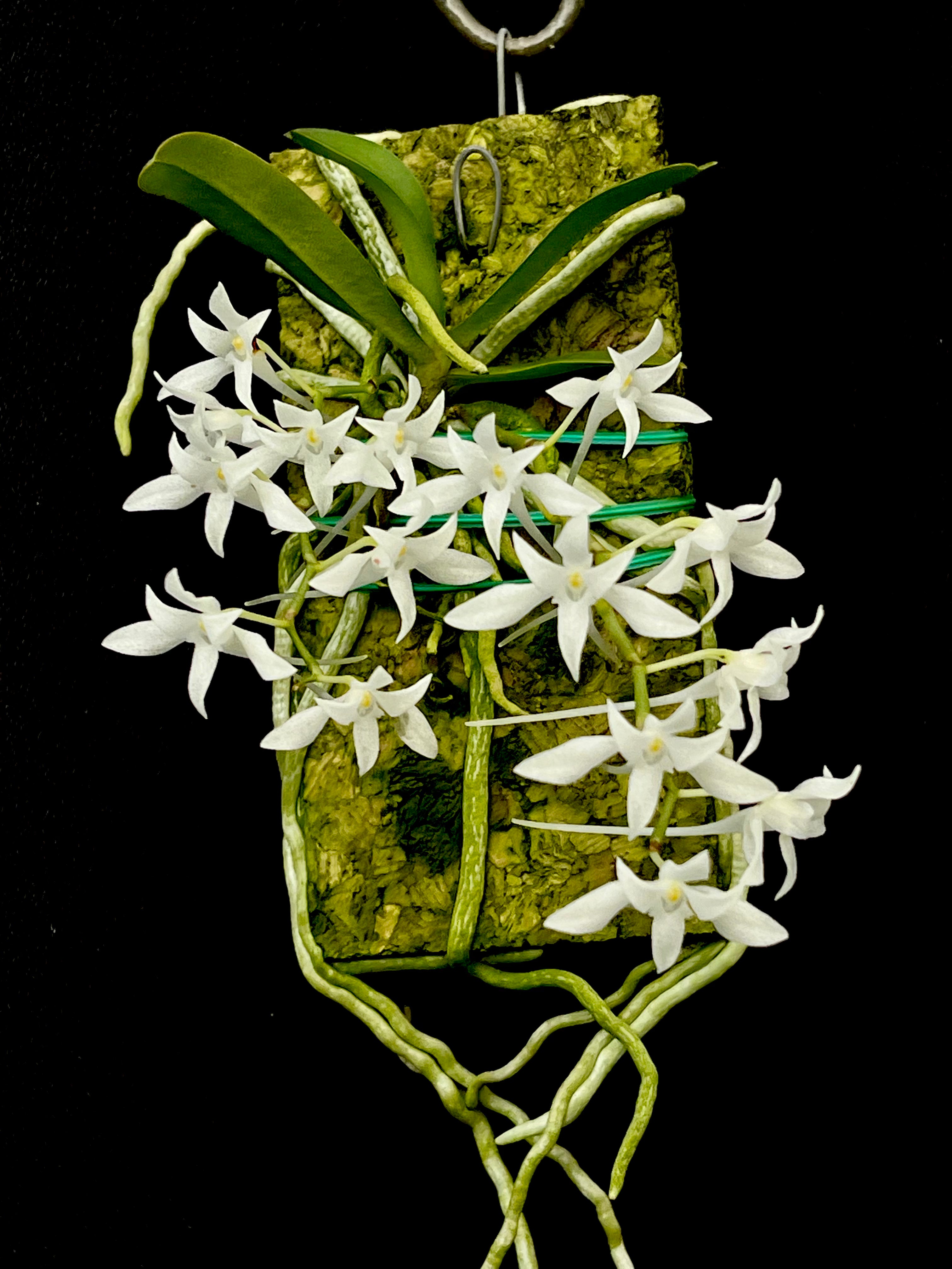 花 makocyan Mystacidium Neil McCormick | Afri Orchids
