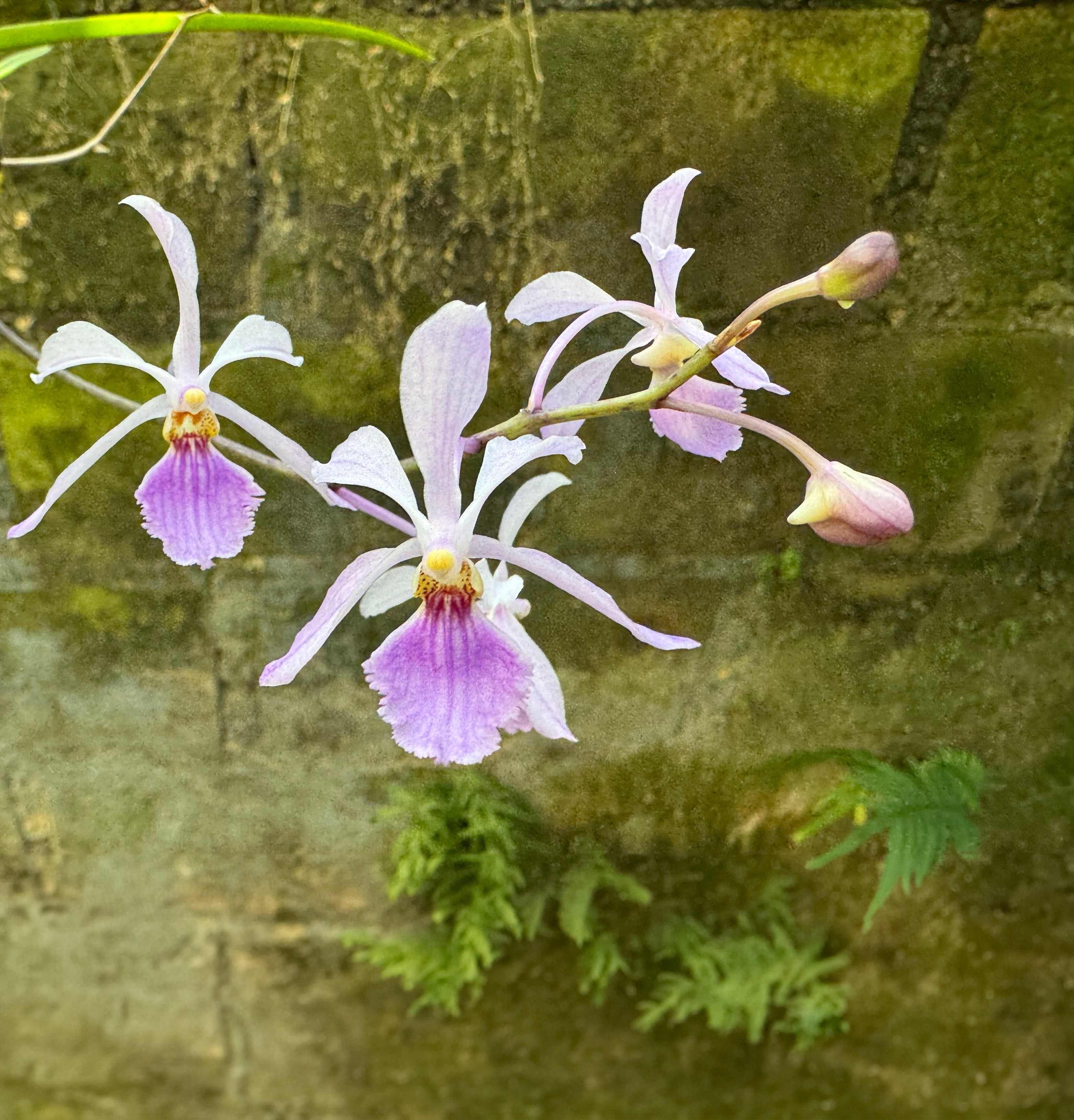 Holcoglossum subulifolium x Vanda coerulescens | Afri Orchids