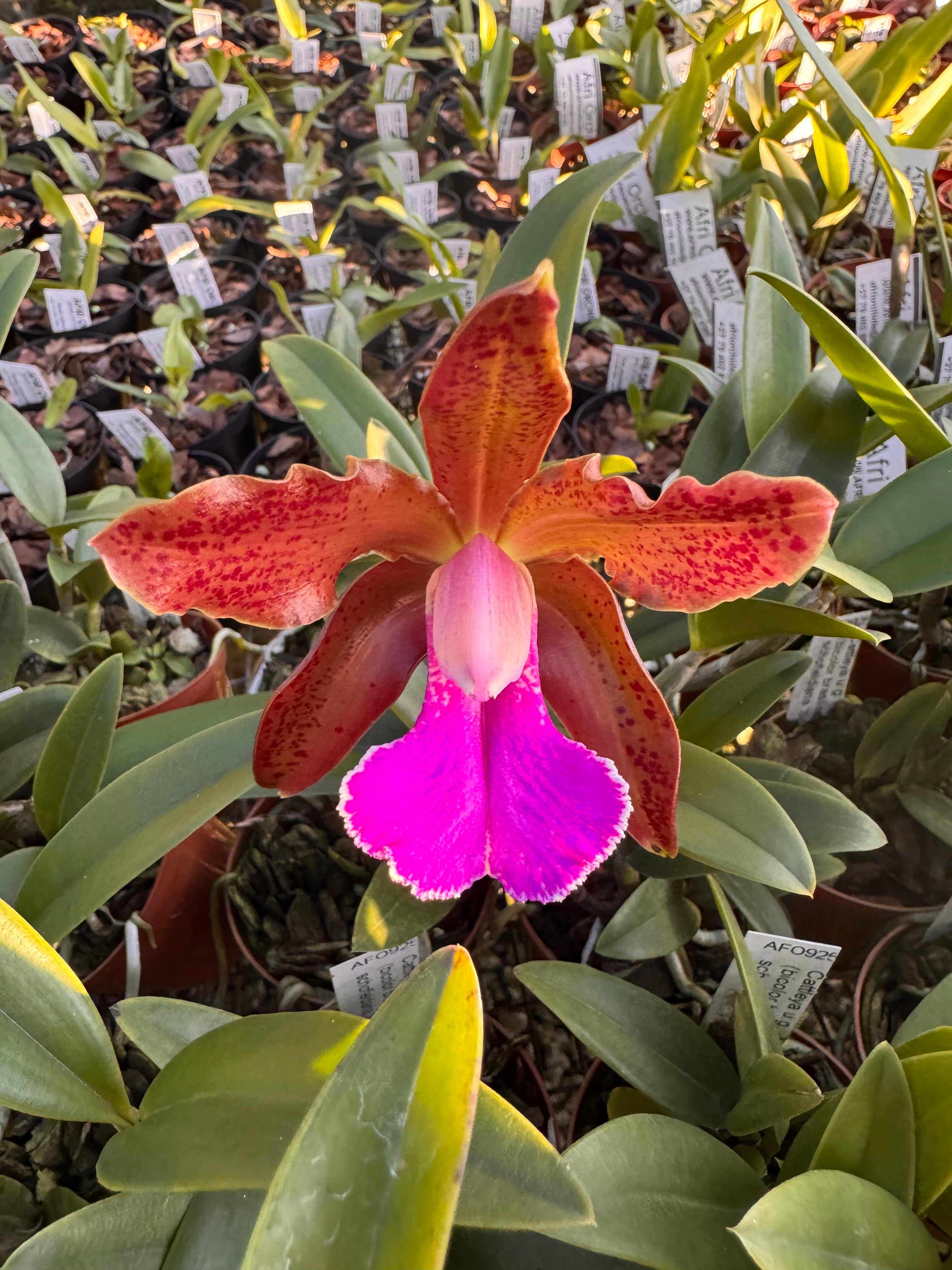 Cattleya alliance | Afri Orchids