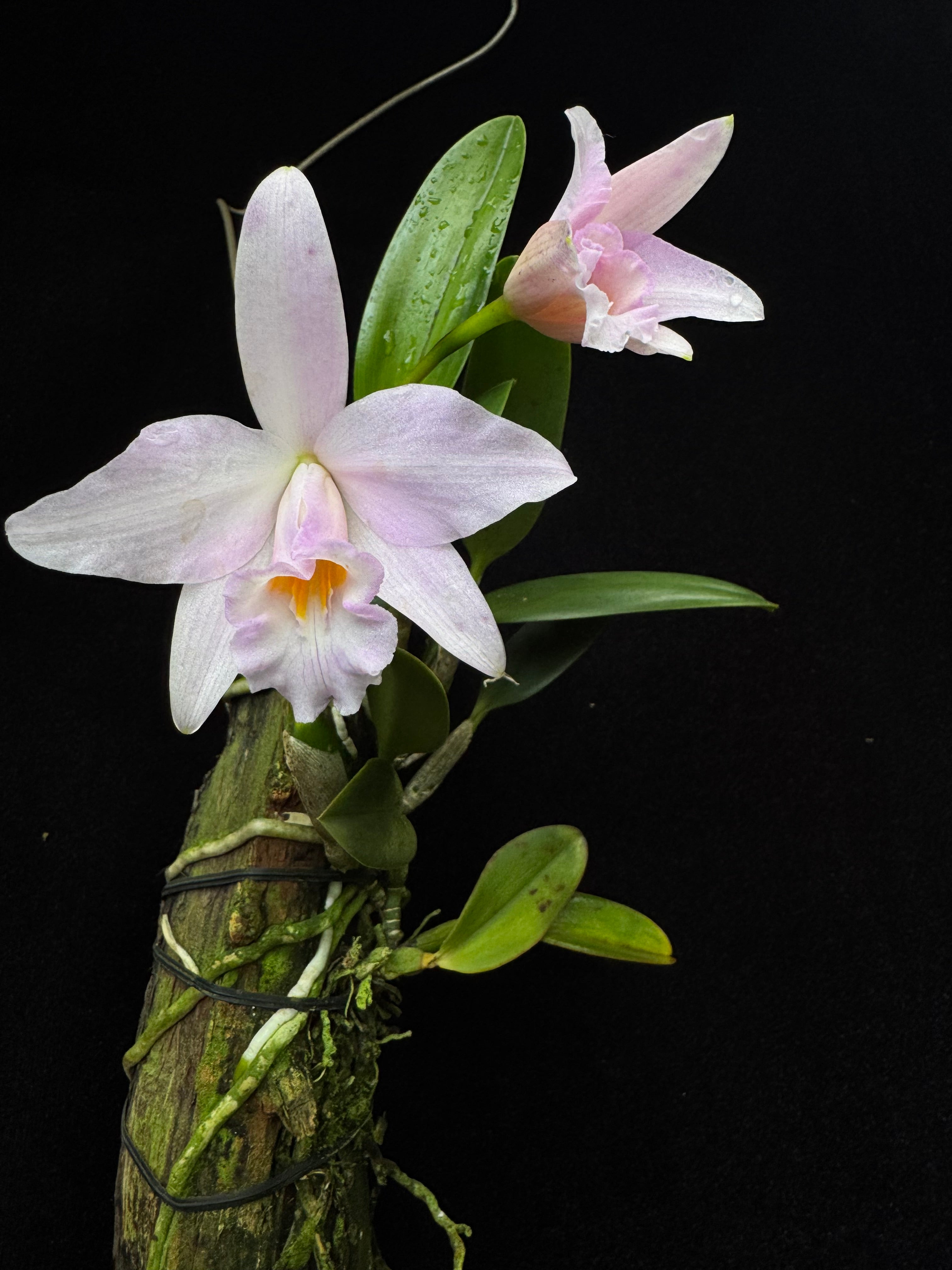 Cattleya Kruger Daybreak | Afri Orchids