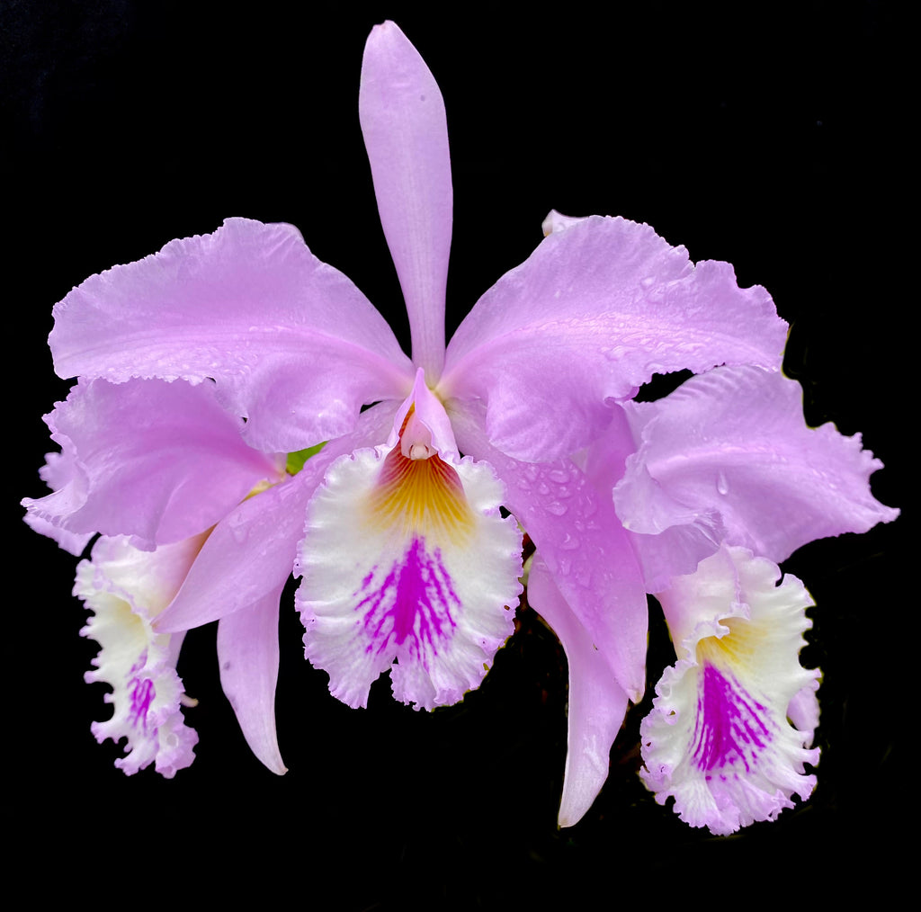 Afri Orchids