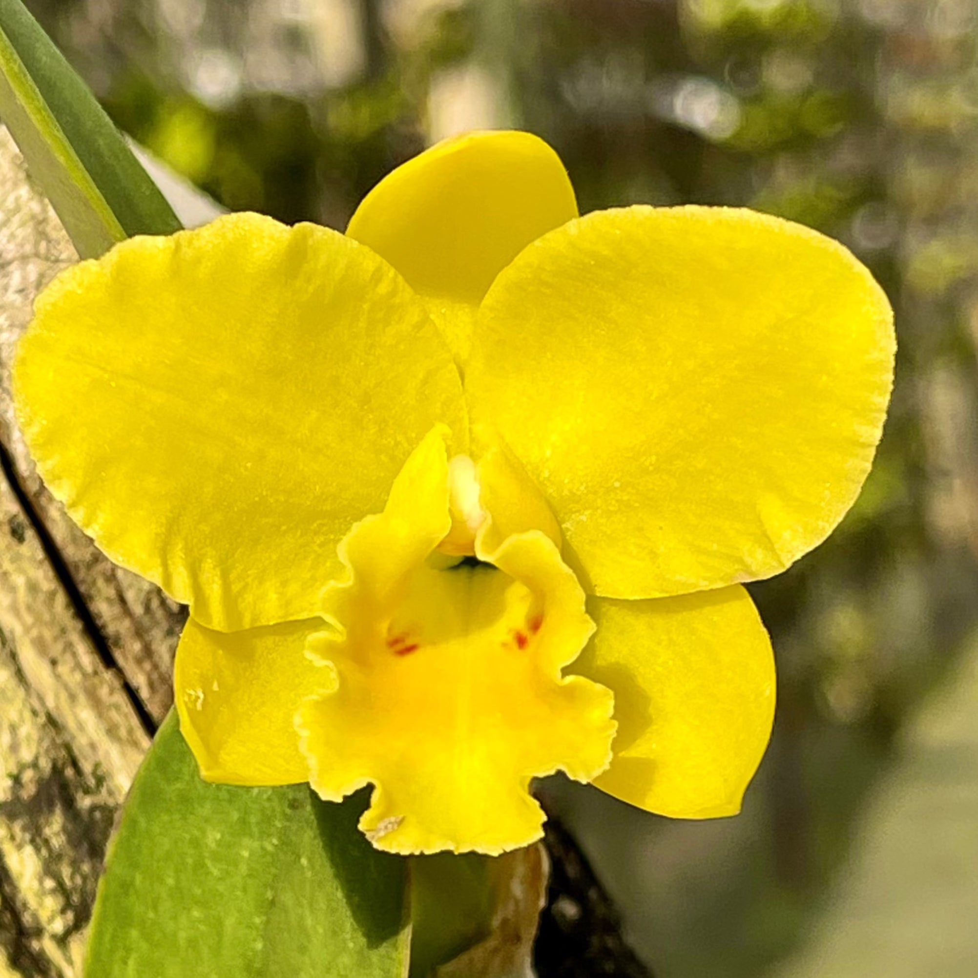 Lucaria　HOWL Rhyncholaeliocattleya Kruger Sunrise | Afri Orchids