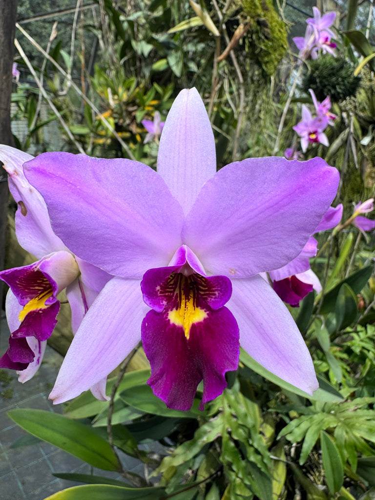 Laelia | Afri Orchids
