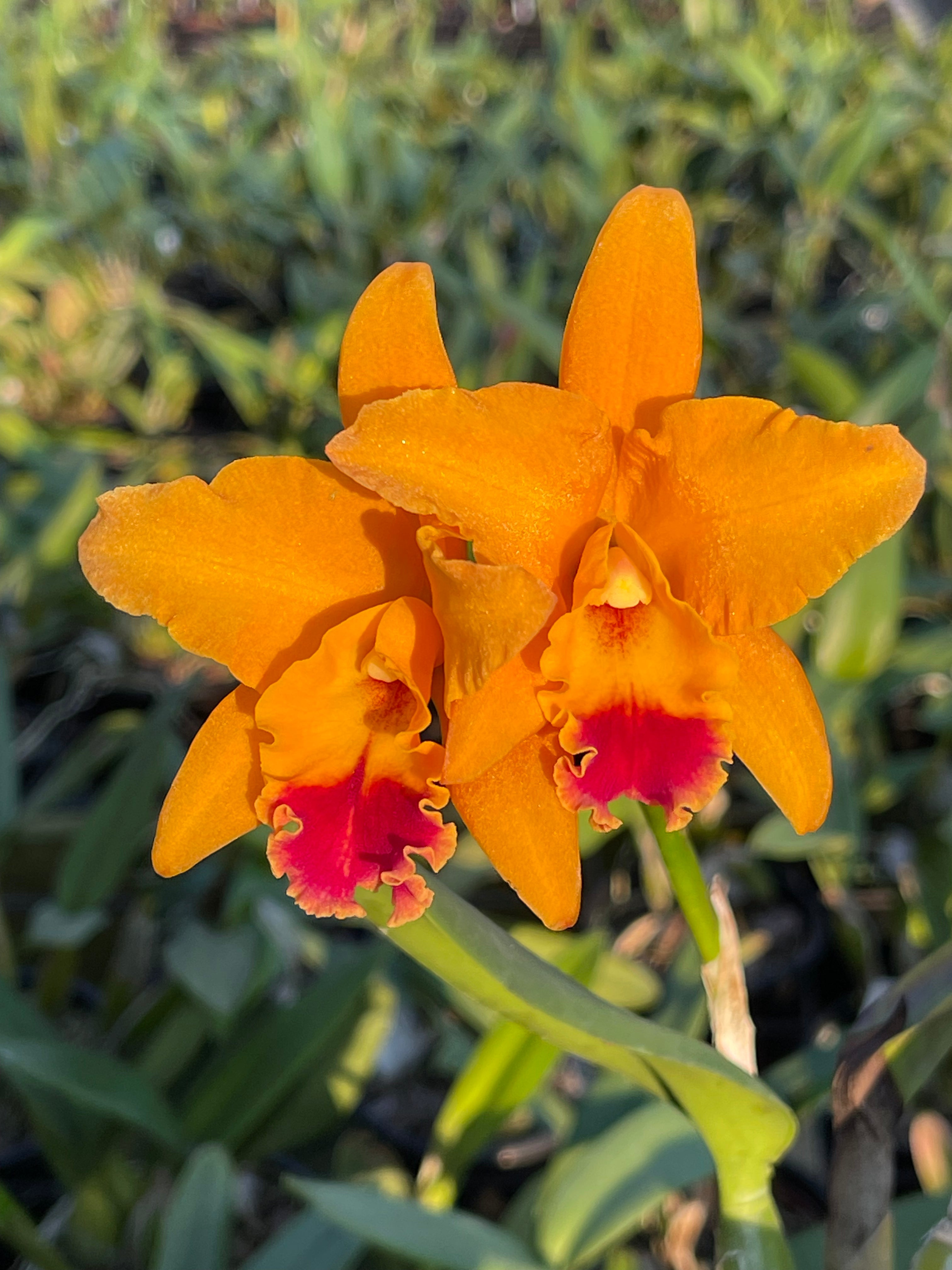 Rhyncattleanthe Kruger Fire | Afri Orchids