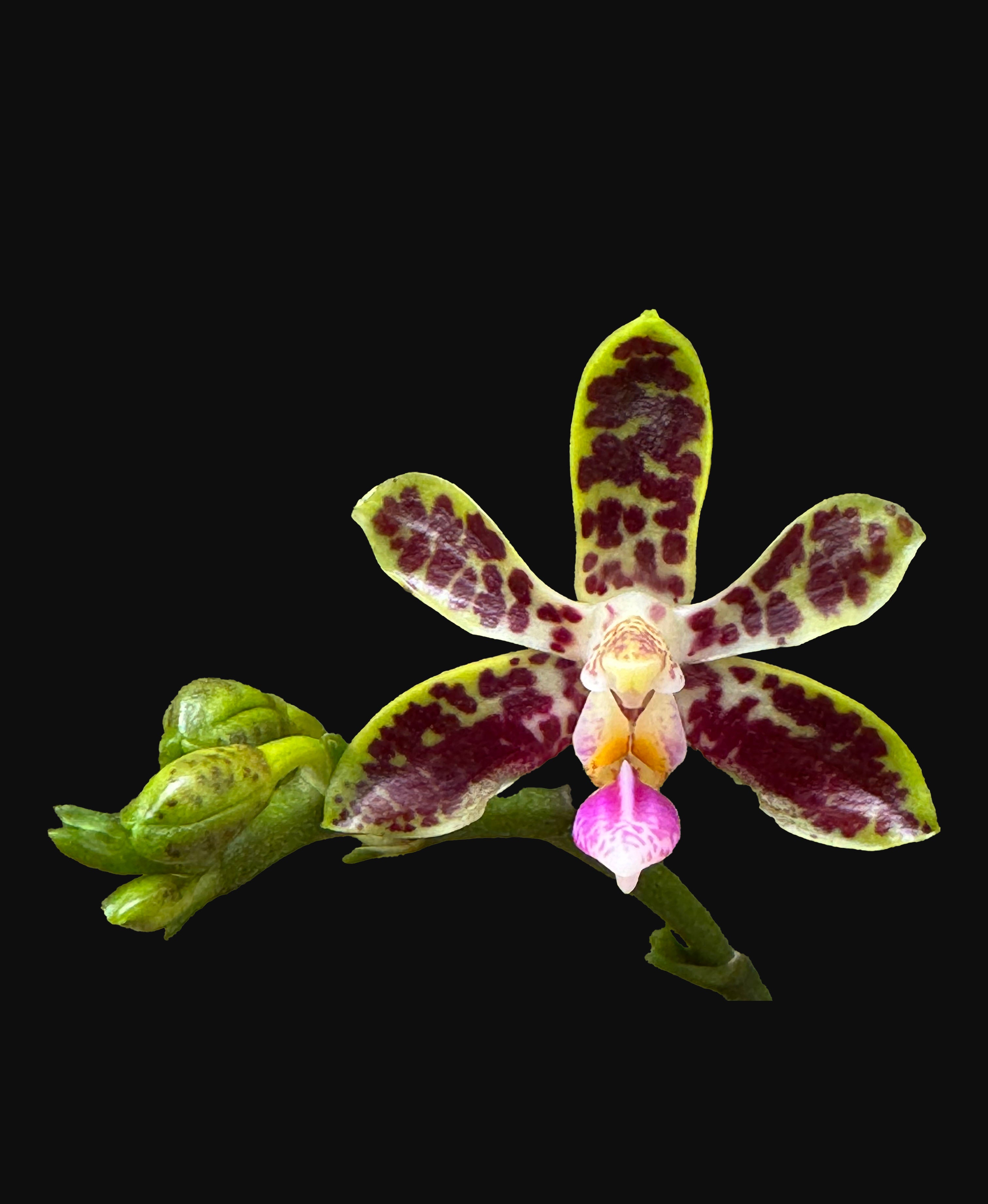 Phalaenopsis Nianzhen Song | Afri Orchids