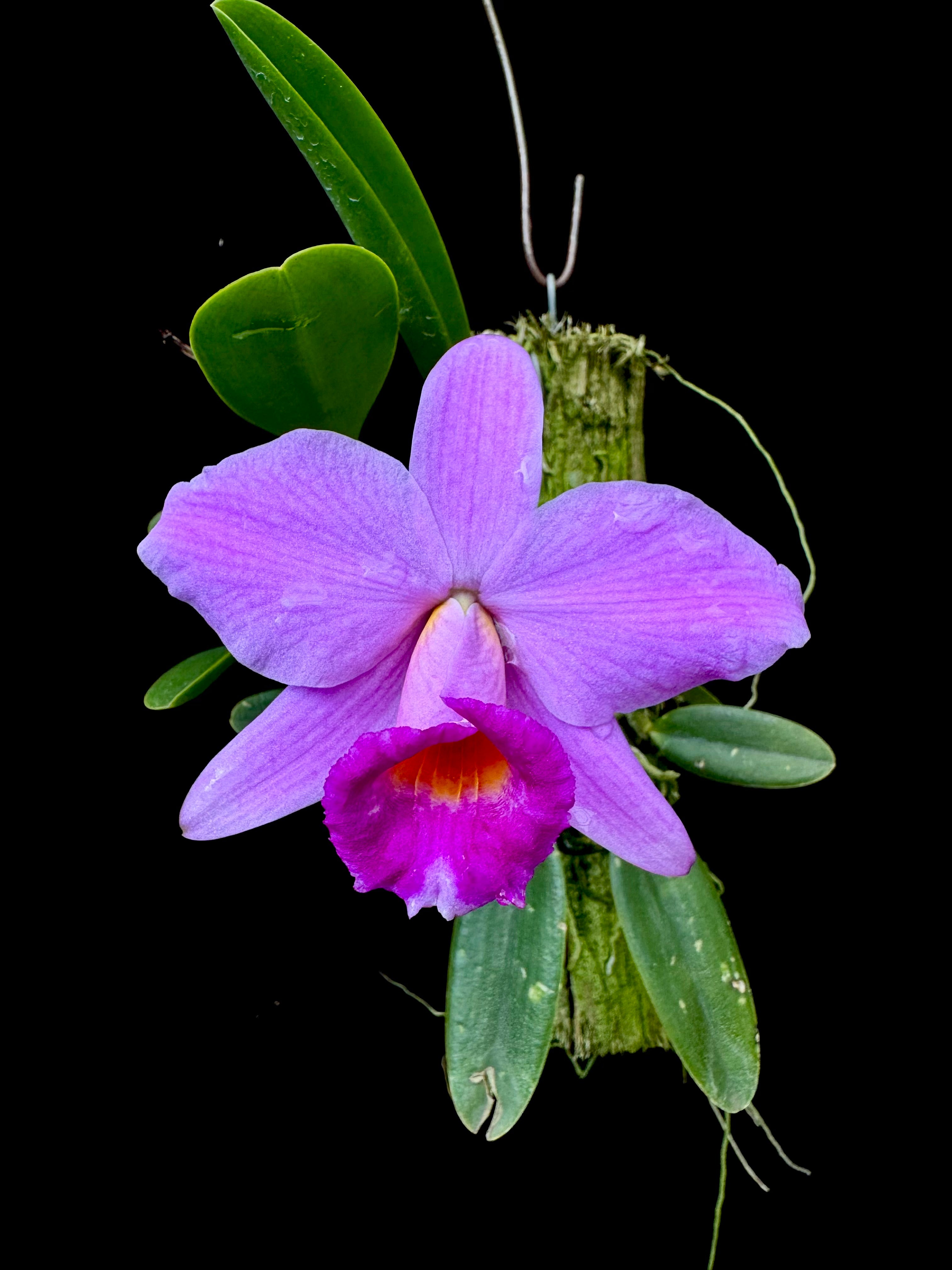 Laelia | Afri Orchids