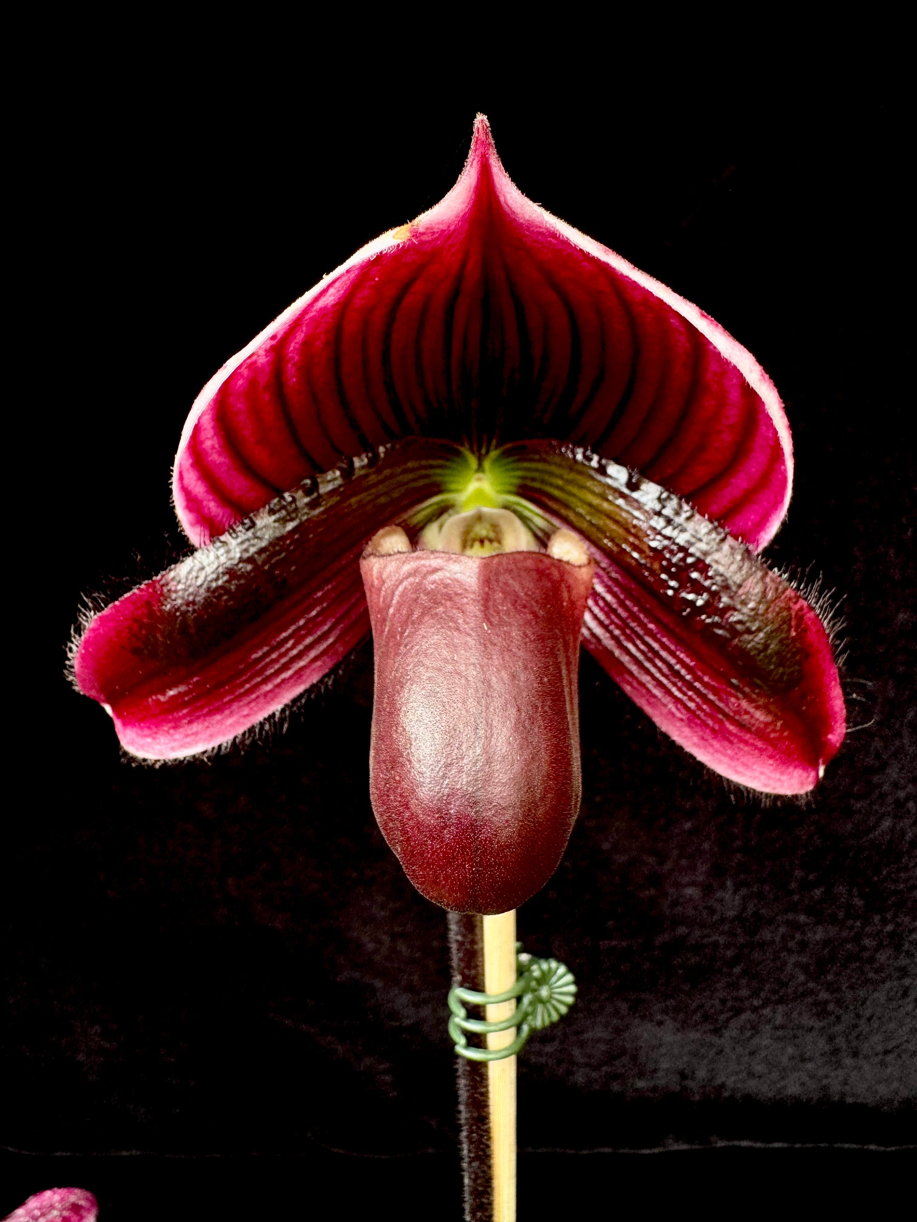 Products | Afri Orchids