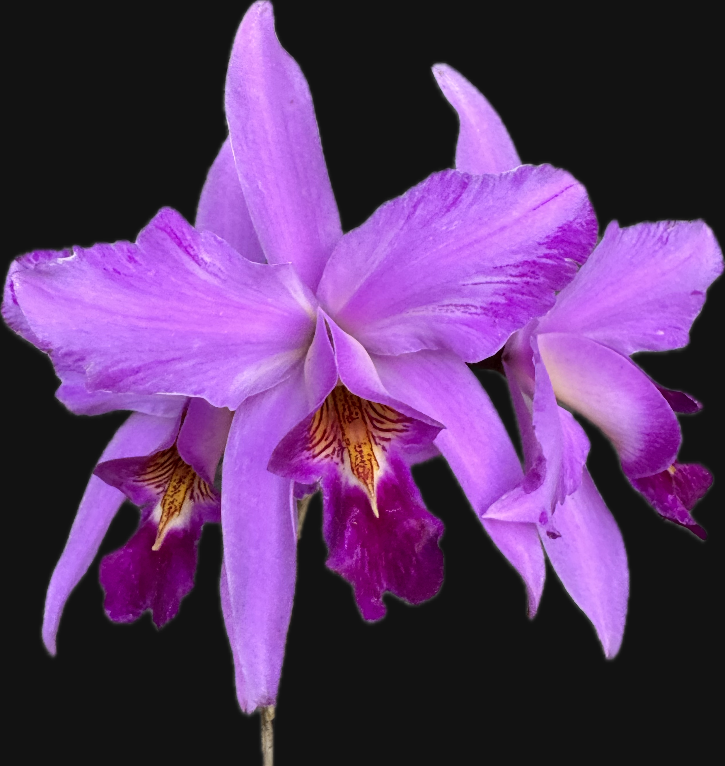 Laelia anceps lineata x sib | Afri Orchids
