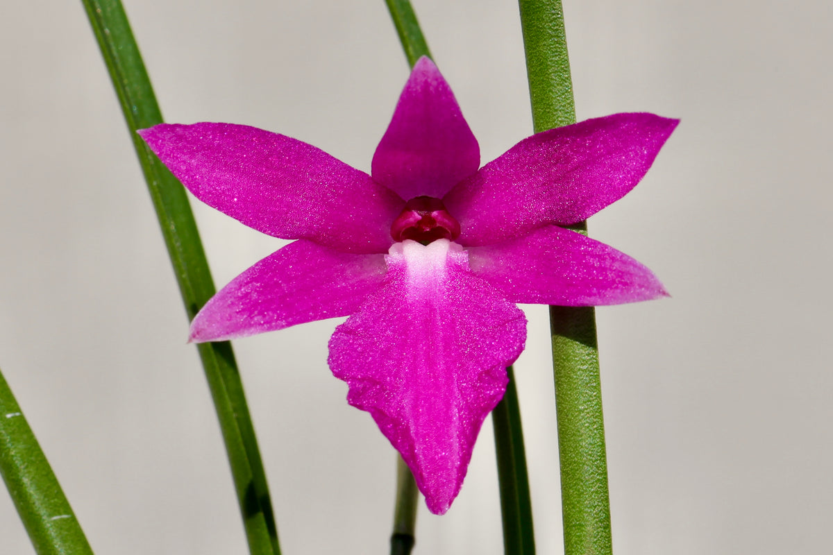 Isabelia Kruger Gem | Afri Orchids