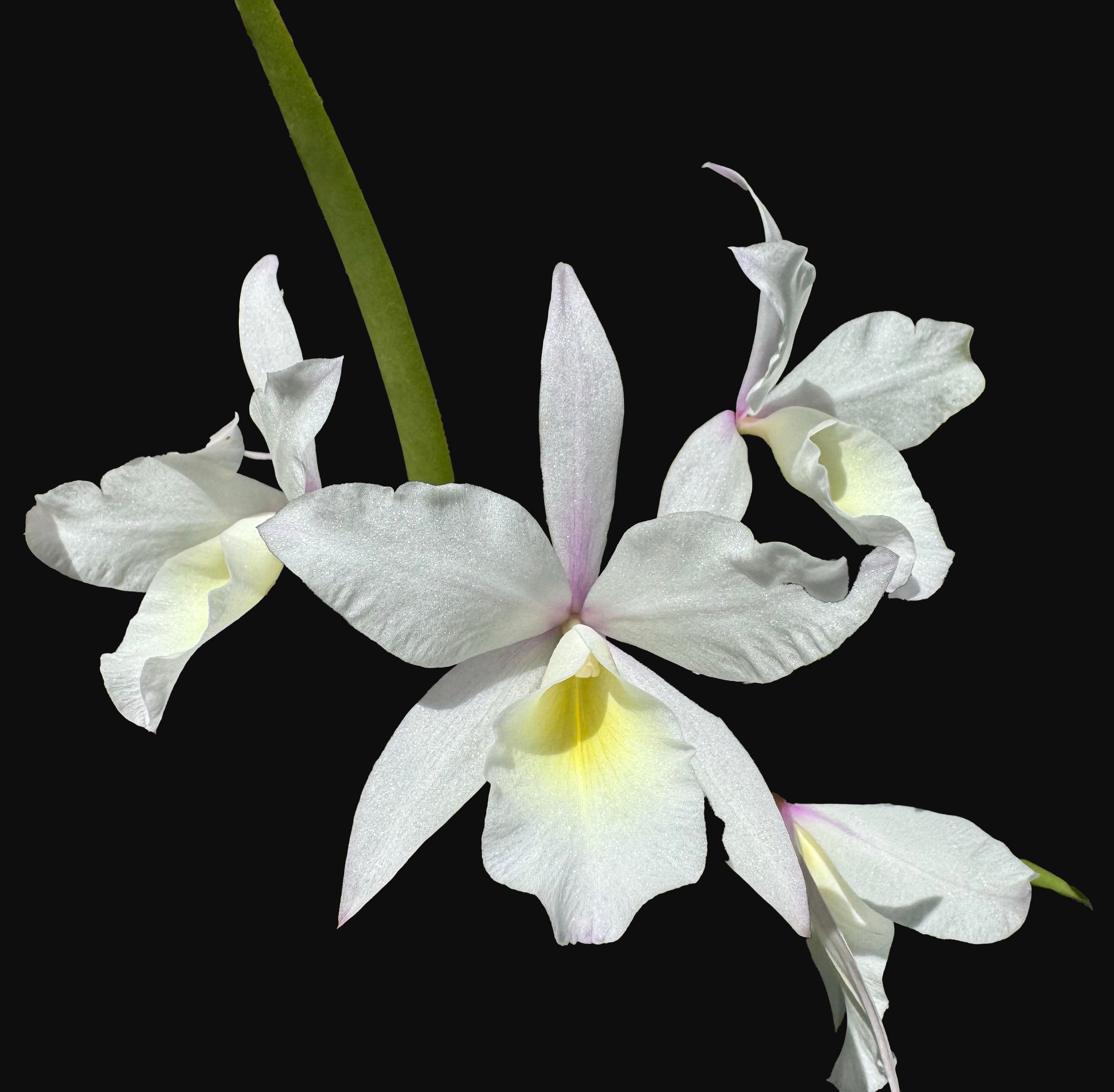 Arbacia lixula africana　棘付き標本 Brassanthe Kruger Angel | Afri Orchids