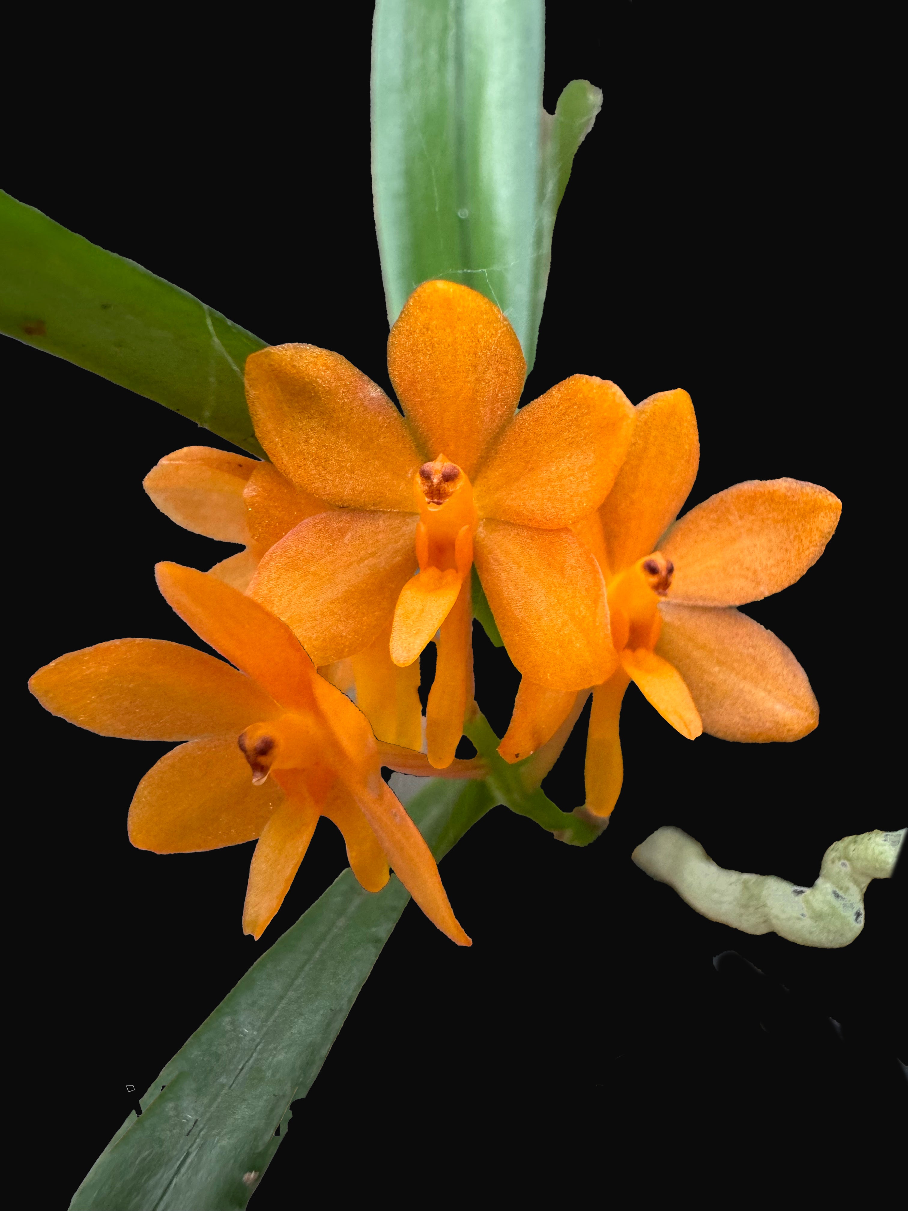 Vanda Mona Church | Afri Orchids