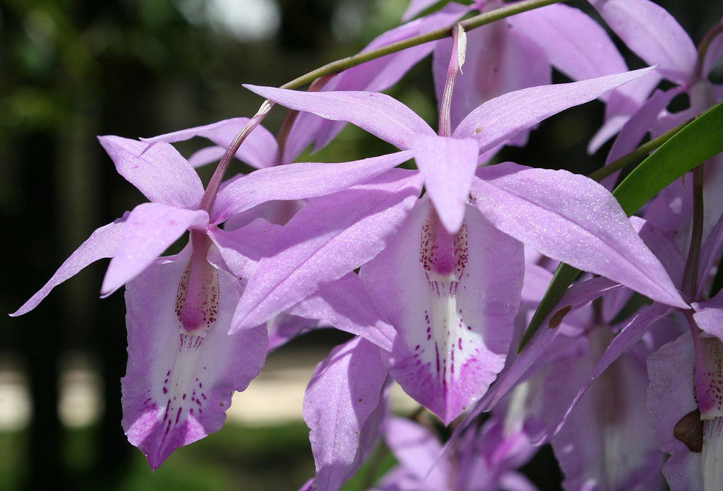 Barkeria spectabilis