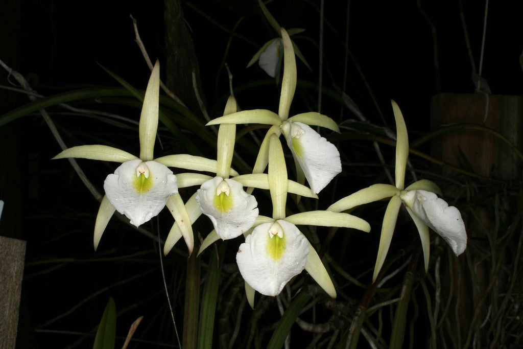 Brassavola tuberculata