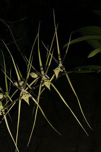 Brassia gireoudiana Afri Orchids