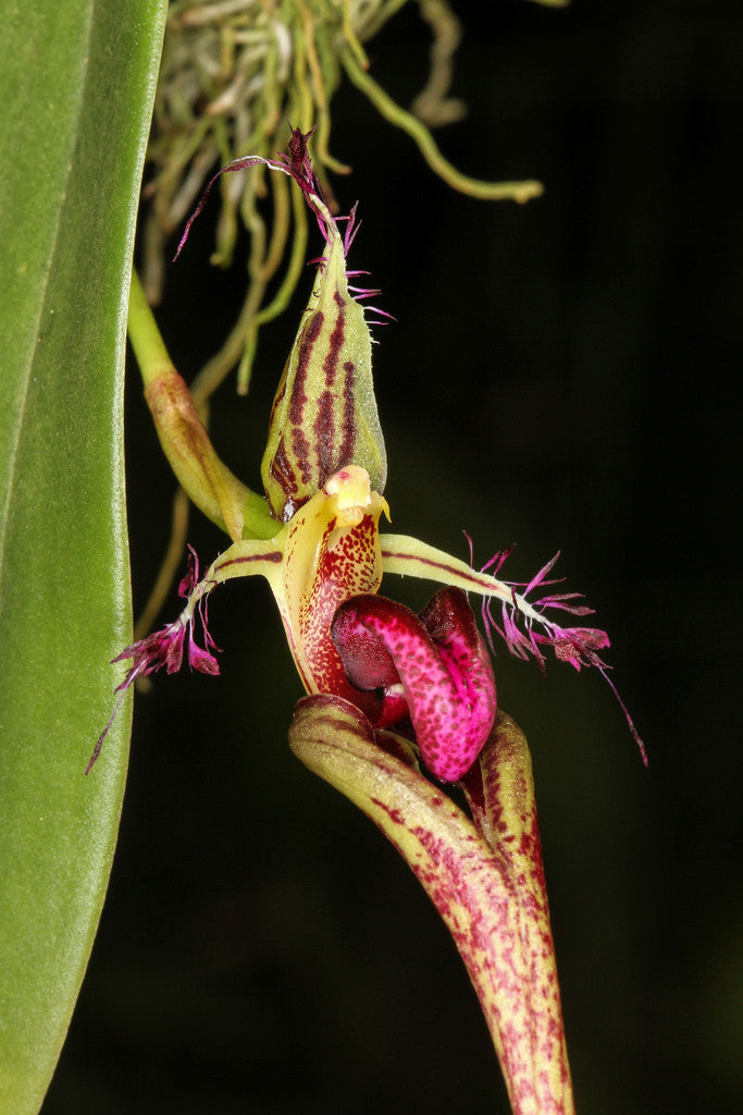 Bulbophyllum appendiculatum (putidum)