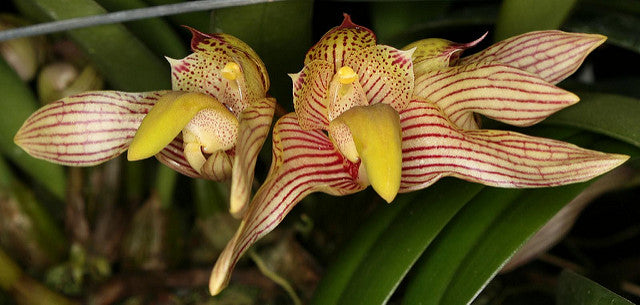 Bulbophyllum bicolor