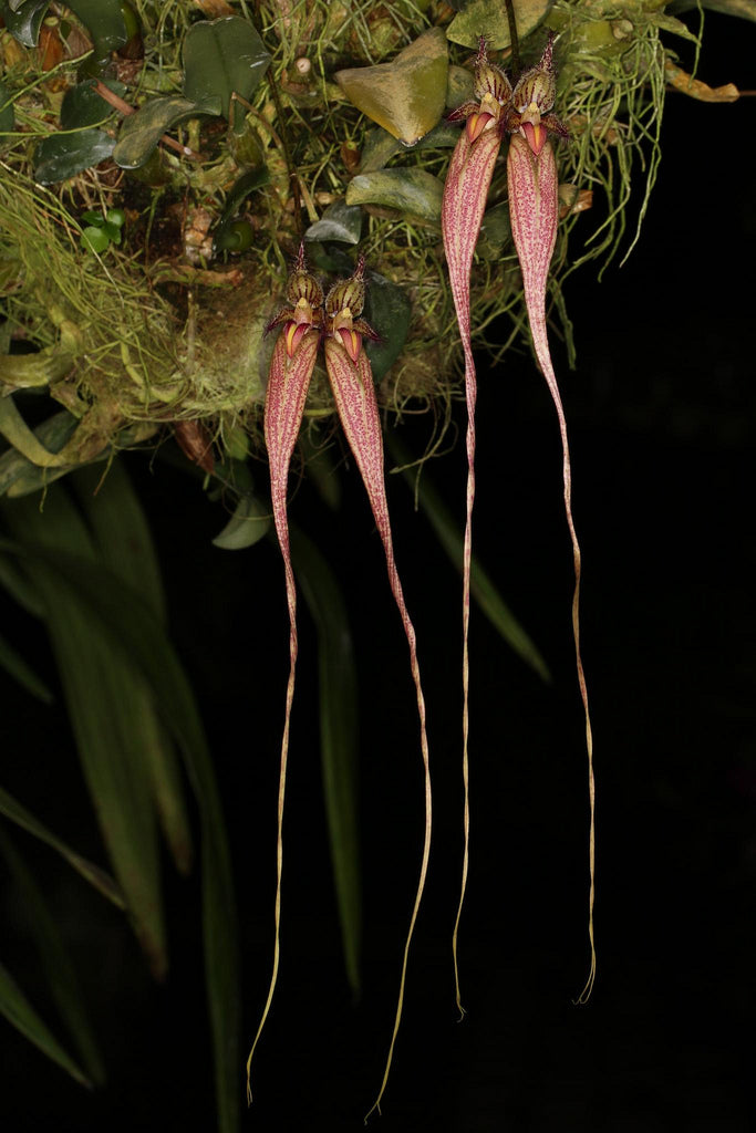 Bulbophyllum Fascination