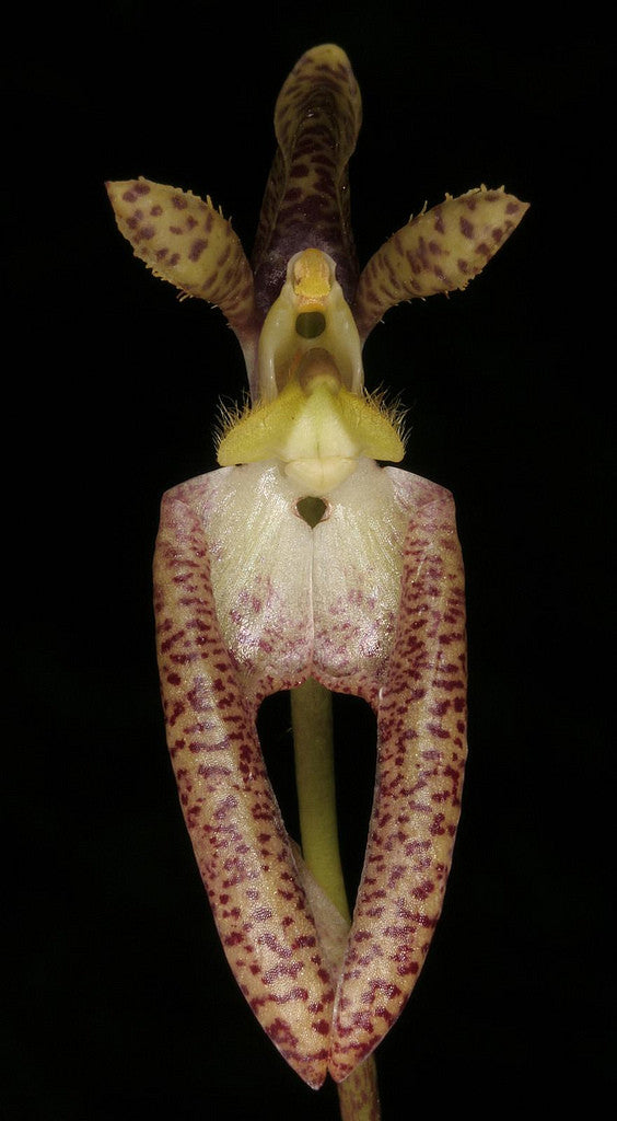 Bulbophyllum lasiochilum (large)