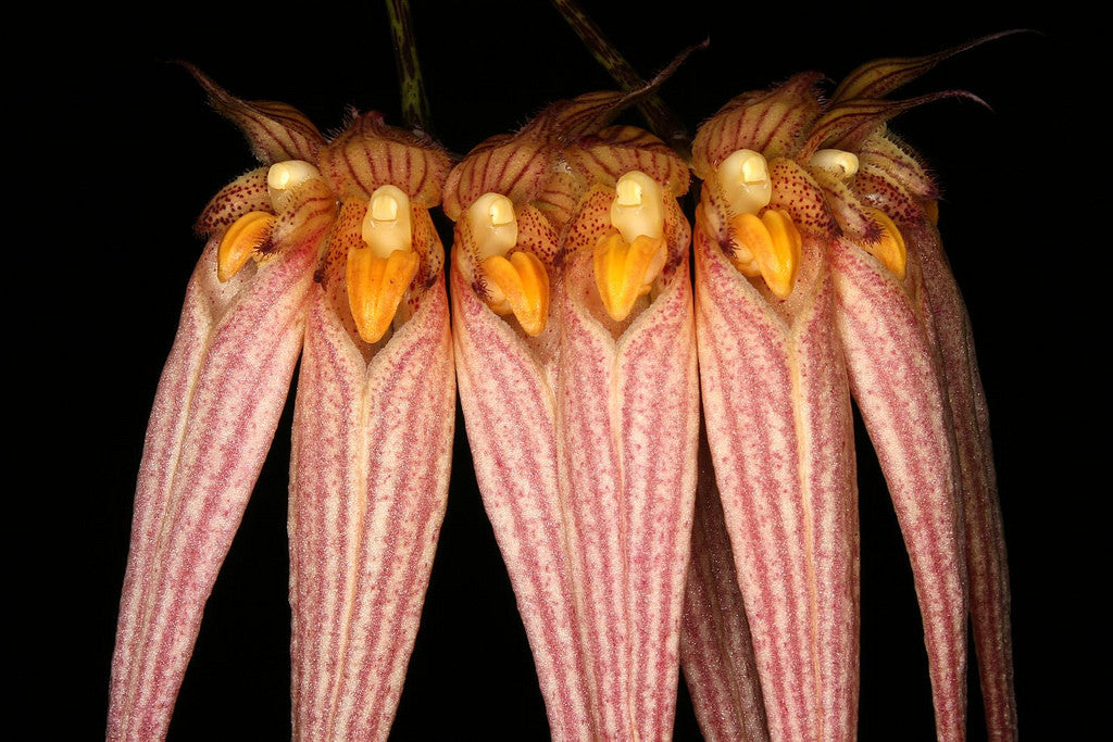 Bulbophyllum longissimum orange lip