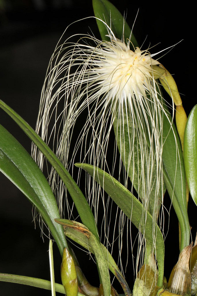 Bulbophyllum medusae