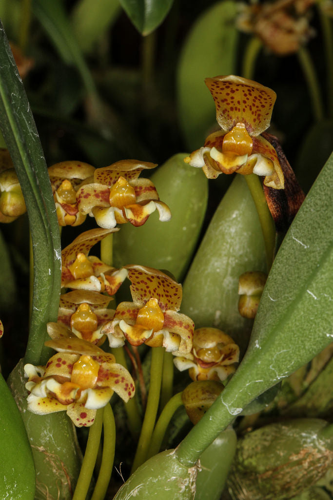 Bulbophyllum monanthum