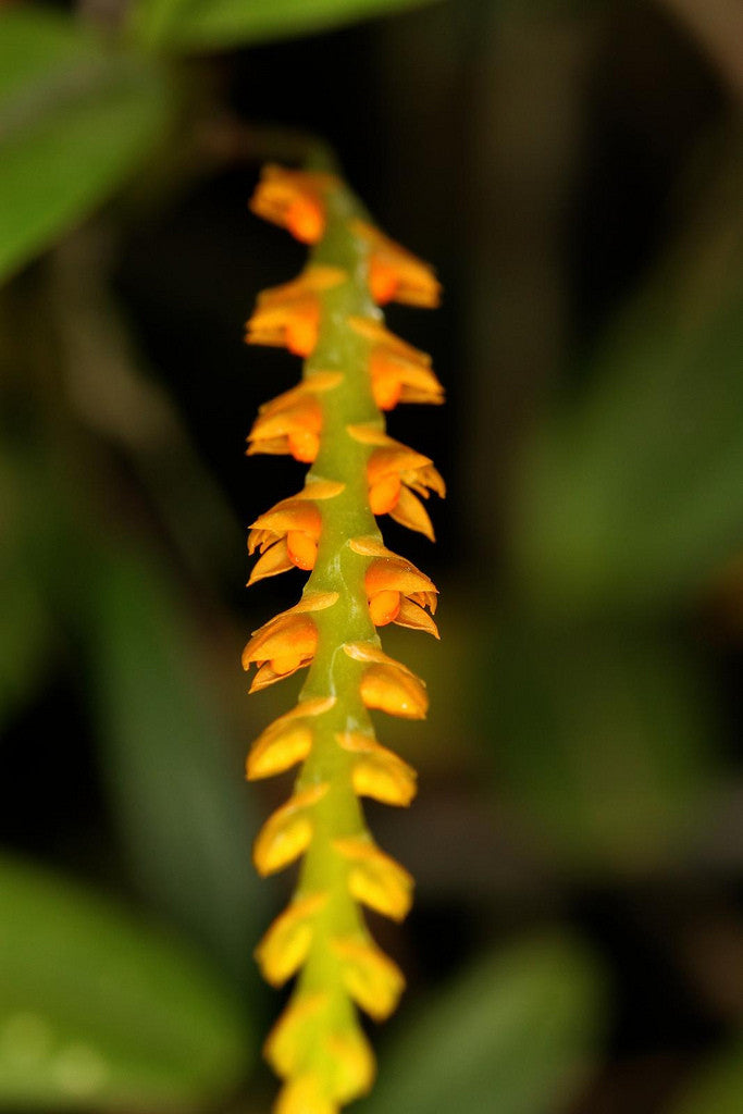 Bulbophyllum fuscum