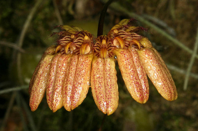 Bulbophyllum roxburghii (medium)
