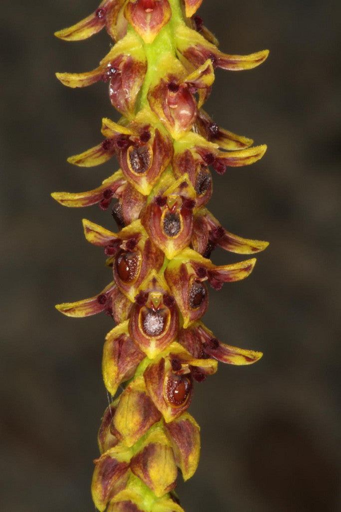Bulbophyllum subclavatum