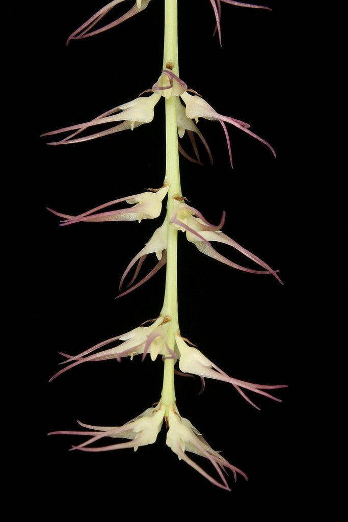 Bulbophyllum vitiense