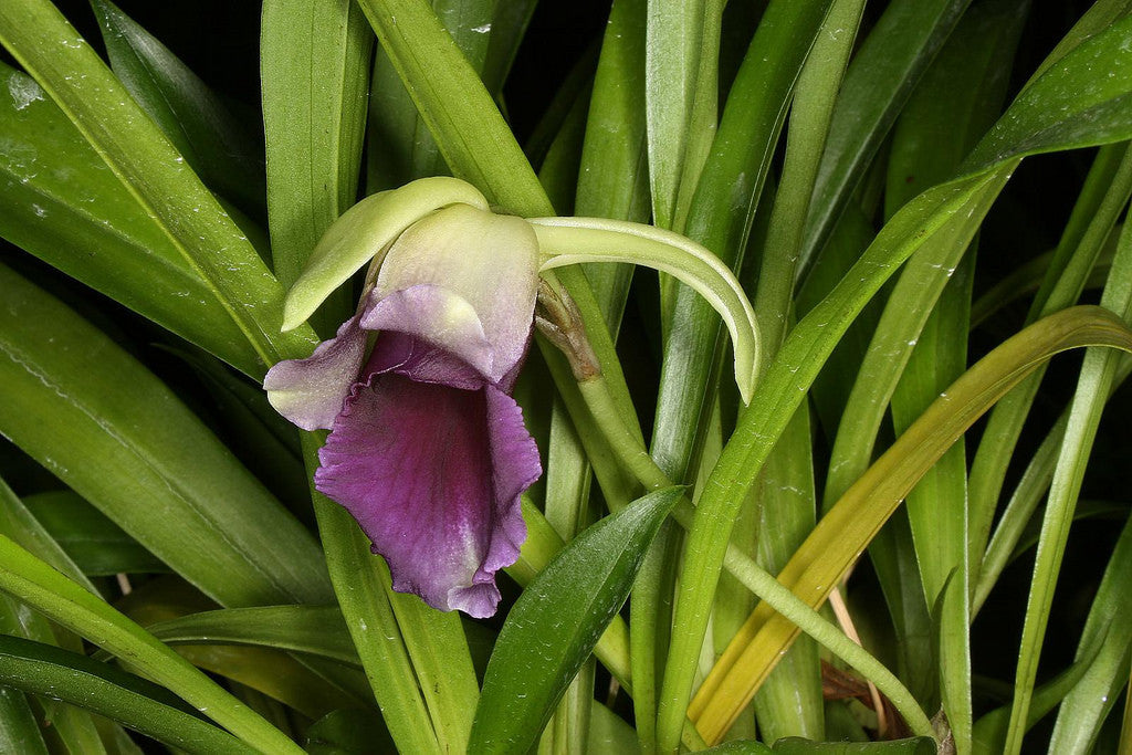 Cochleanthes discolor