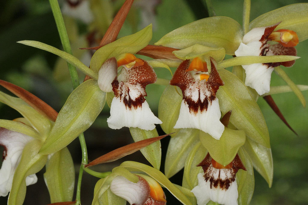 Coelogyne marmorata