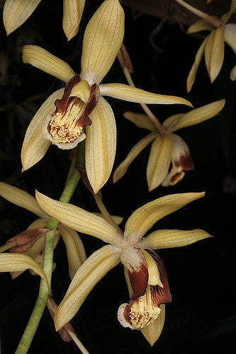 Coelogyne massangeana