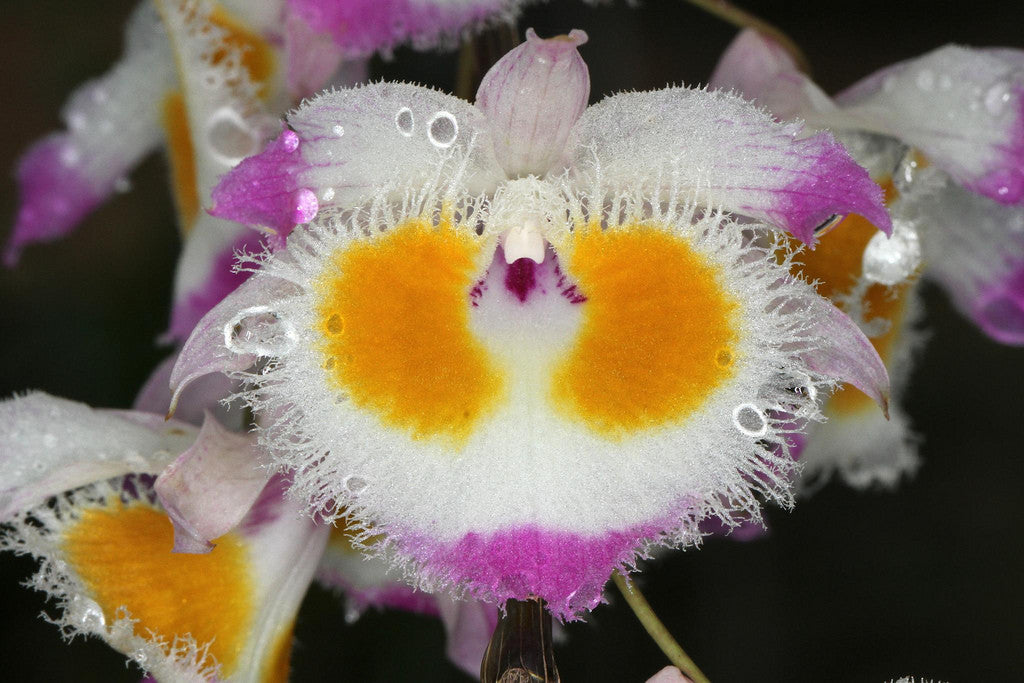 Dendrobium devonianum