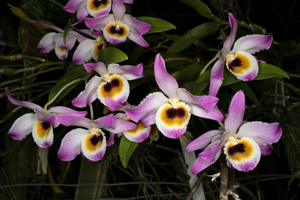 Dendrobium findlayanum oculatum 'Spitskop' AM/SAOC