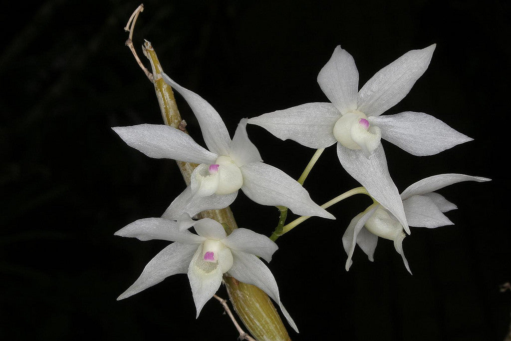 Dendrobium hercoglossum white