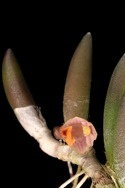 Dendrobium prenticei (Dockrillia)