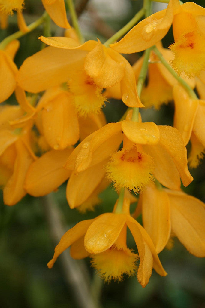 Dendrobium paxtonii