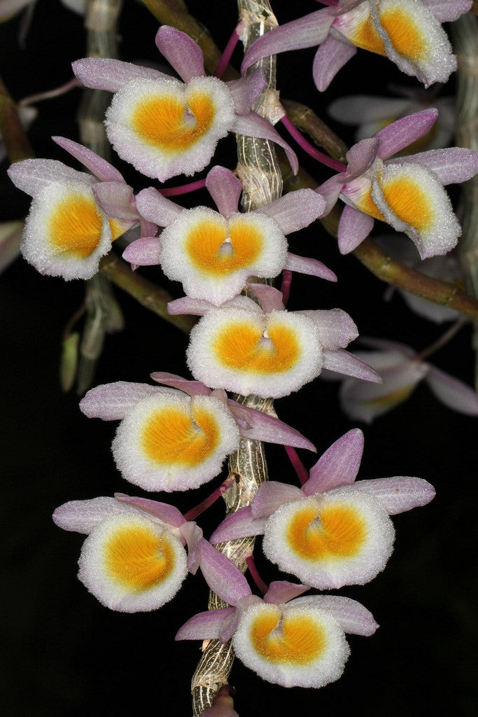 Dendrobium primulinum yellow lip