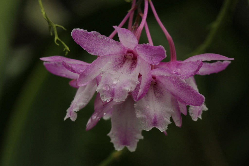 Dendrobium rhodocentrum