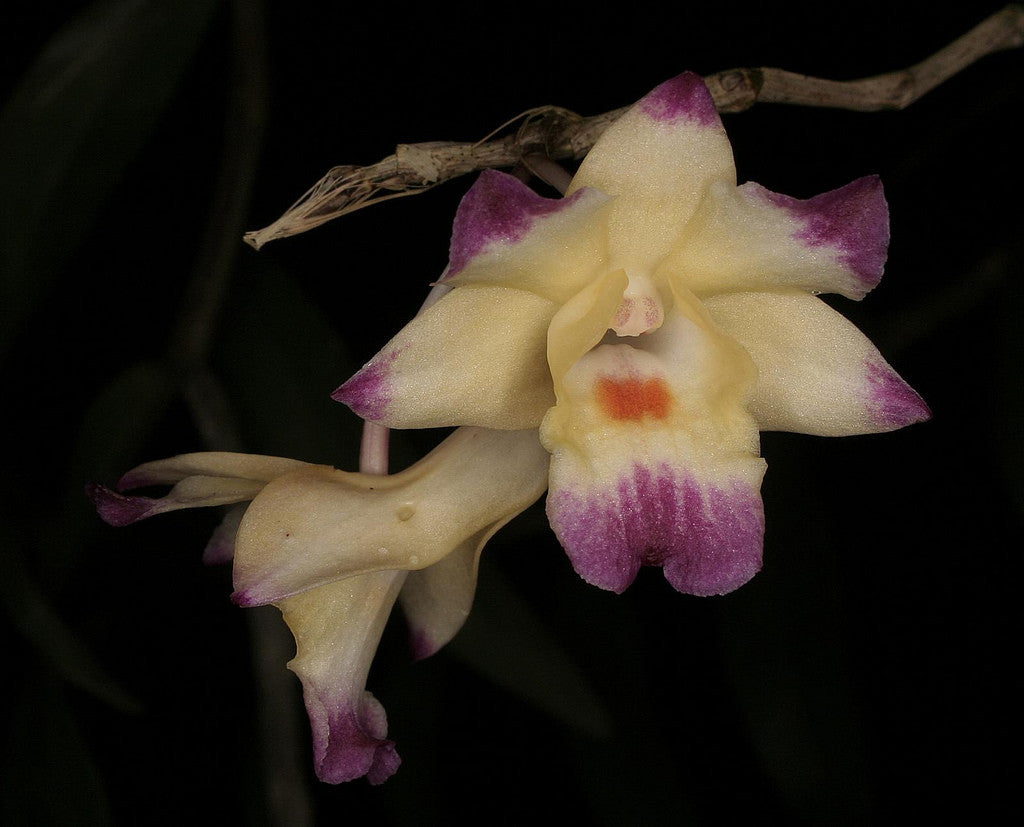 Dendrobium sanguinolentum