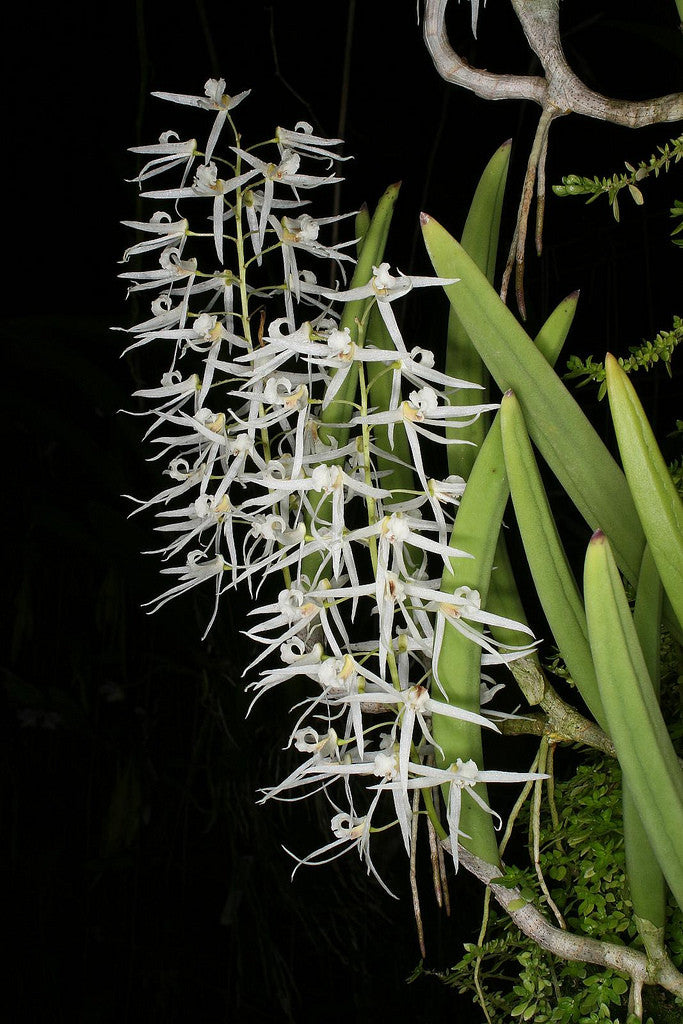 Dendrobium wasseltii