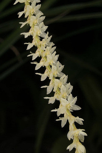 Dendrochilum stenophyllum