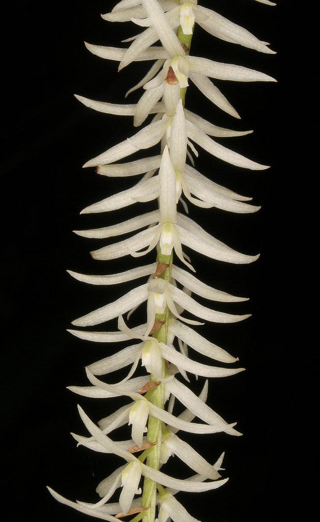 Dendrochilum yuccifolium