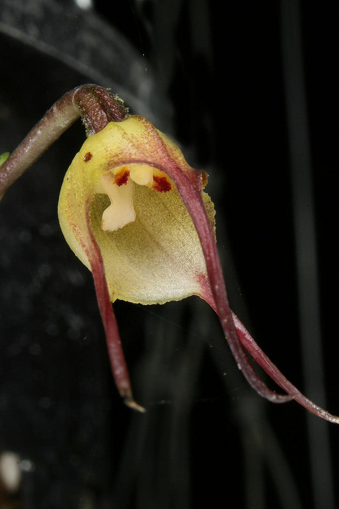 Dracula mantissa